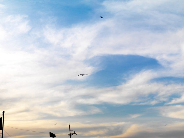 Gaivotas voando no céu de istanbul
 - Foto, Imagem