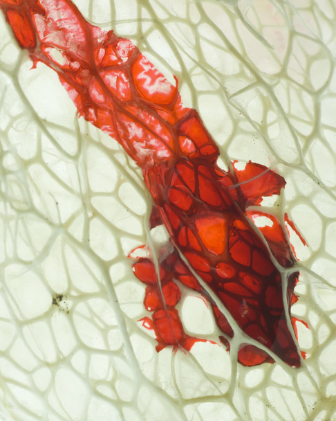 Plant framework with blood - Photo, Image
