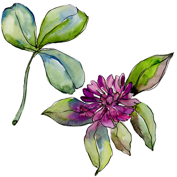Wildflower clover flower in a watercolor style isolated.  - Foto, Imagen