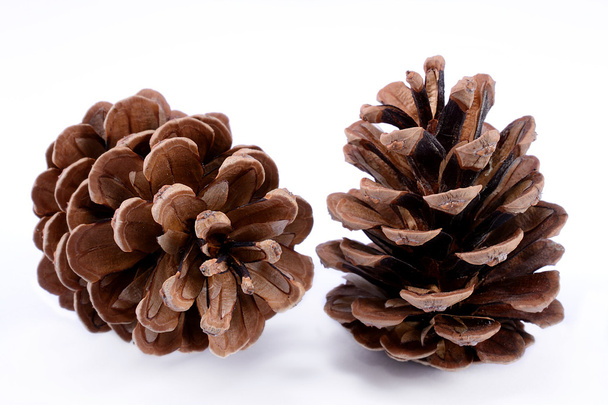 Pine cones - Foto, Imagem