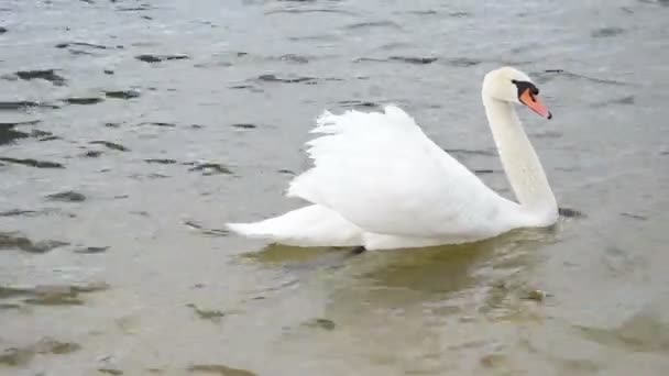 Swan bird lake water - Footage, Video