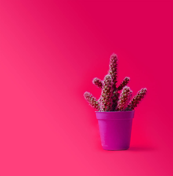 Cactus in a pot fashion design.Trendy minimal pop art style and pastel colors background - Фото, изображение