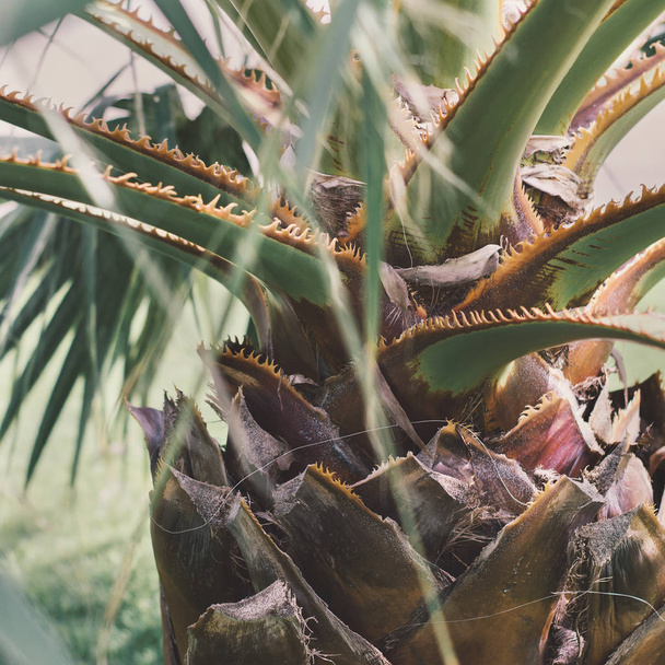 Palmiye ağacı Buhar ile kare arka plan. Egzotik bitki parçası - Fotoğraf, Görsel