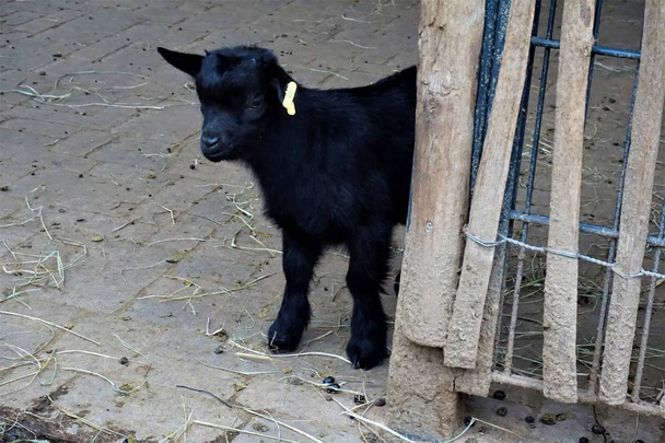 Fekete baba kecske mögé bújva a kerítés - Fotó, kép