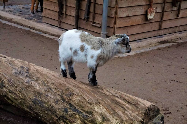White, brown and black baby goat on a trunk - Photo, Image