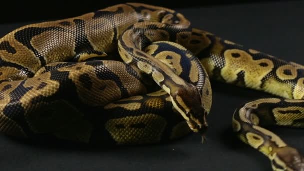 Vidéo de serpents - deux pythons rampants
 - Séquence, vidéo