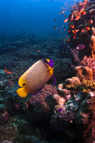 keizer angelfish zwemmen op het koraalrif met blauwe water achtergrond - Foto, afbeelding