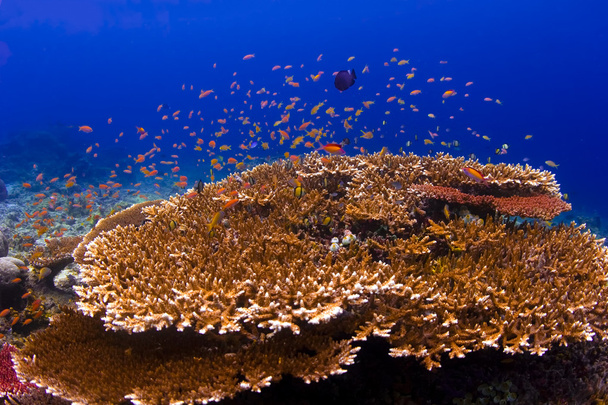 :School of orange Anthias swimming over a reef in Sipadan Island in Sabah, Malaysia - Photo, Image