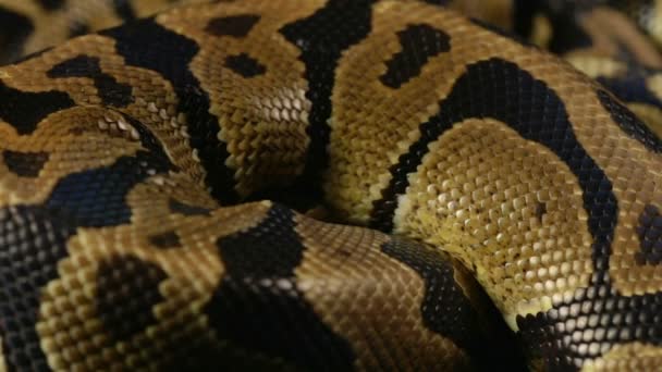 Modèle de peau de serpent du python royal
 - Séquence, vidéo