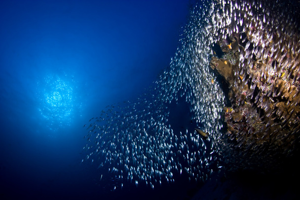 szkoła szkło ryby na rafę koralową pod wodą z wody niebieski tło i słaby wybuch słońca. - Zdjęcie, obraz