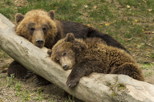 sleeping bear cub - Photo, Image
