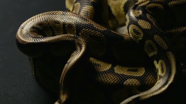 Serpent de deux pythons royaux dans l'ombre
 - Séquence, vidéo