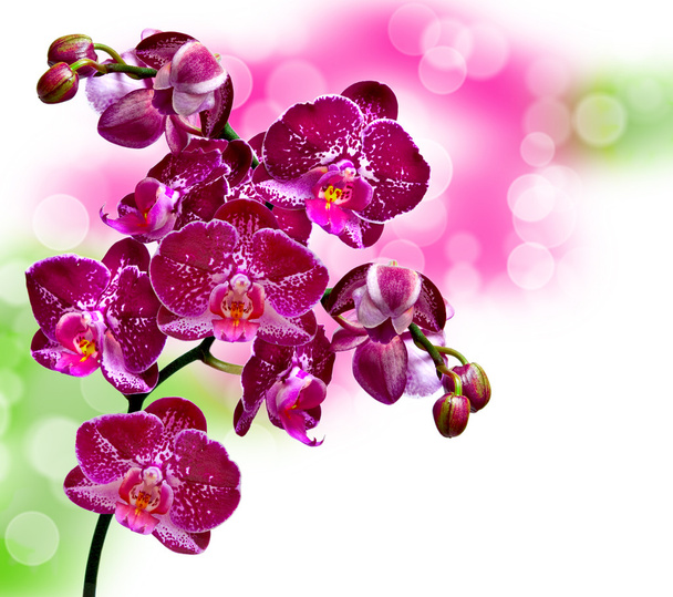 orchid flower - Fotó, kép