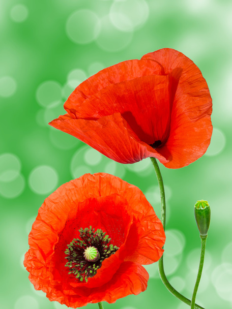 Red poppy flower - Φωτογραφία, εικόνα