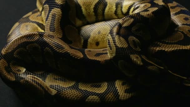 Gölge top python snakeskins desen - Video, Çekim