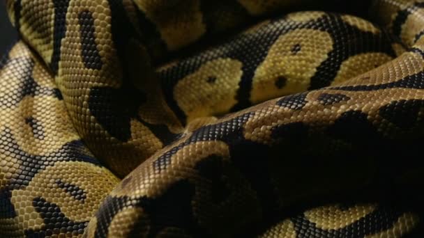 Padrão de pythons reais pele de cobra
 - Filmagem, Vídeo