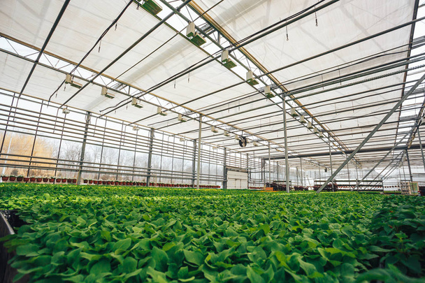 Moderní velký skleník, pěstování a růst semen okrasných rostlin, květina pěstírnu uvnitř interiéru - Fotografie, Obrázek