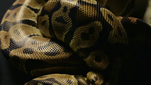 Texture de peau de serpent dans l'ombre
 - Séquence, vidéo