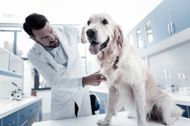 Nice happy dog being checked by the doctor - Фото, изображение