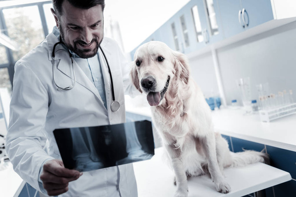 Smart professional veterinarian studying X ray image - Foto, Bild