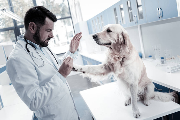 Nice cute dog looking at the doctor - Фото, изображение