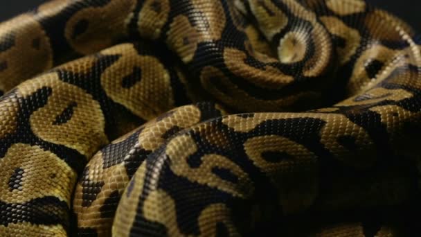 Texture des pythons à billes peau de serpent
 - Séquence, vidéo