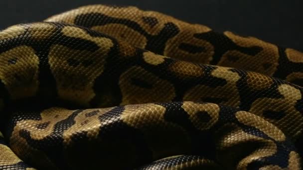 Contexte de la peau de serpent
 - Séquence, vidéo