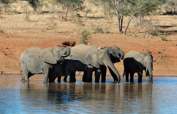 afrikai elefánt - Fotó, kép