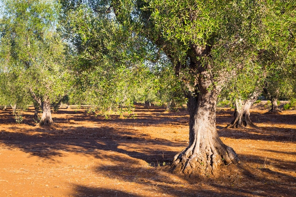 Stare drzewa oliwne, południe Włoch - Zdjęcie, obraz
