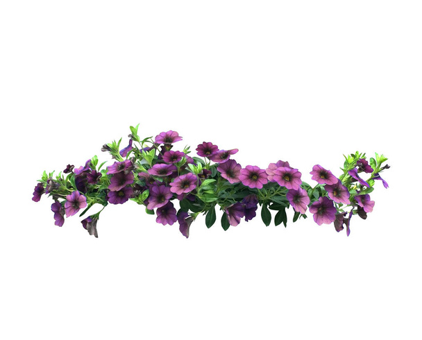 Petunia bloemen opknoping mand - Foto, afbeelding