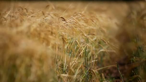 Weizenernte. steigende Ernte landwirtschaftlicher Erzeugnisse. Weizenzapfen aus nächster Nähe. Fokuswechsel vom Vordergrund in den Hintergrund. - Filmmaterial, Video