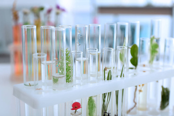 Tubes à essai avec des plantes en support sur la table
 - Photo, image