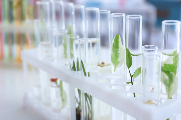 Test tubes with plants in holder on table - Фото, зображення