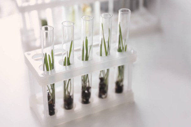 Test tubes with plants in holder on table - Foto, imagen