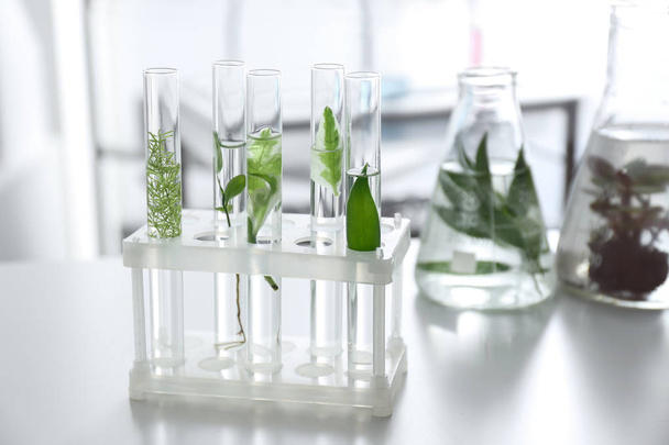 Test tubes with plants in holder on table - Foto, afbeelding