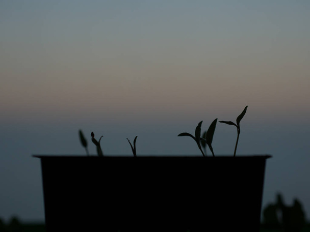 Foto in primo piano sagoma di diverse giovani piantine di pomodoro che spuntano da un contenitore di plastica al tramonto con il cielo scuro sullo sfondo
. - Foto, immagini