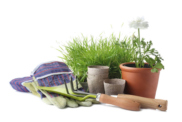 Planta con herramientas de jardinería sobre fondo blanco
 - Foto, imagen