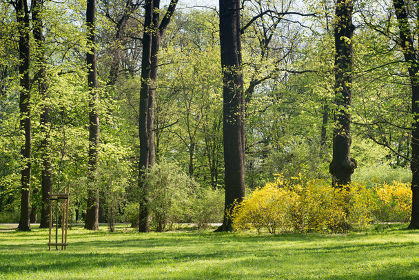 árboles viejos en el parque de primavera
 - Foto, Imagen