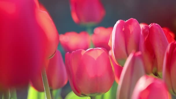 Vörös tulipán mező közelről a makró. - Felvétel, videó