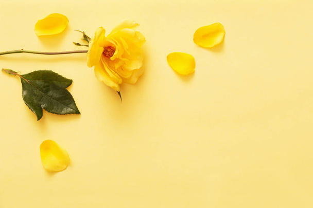 yellow rose on yellow background - Foto, Bild