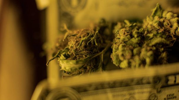 Grandes botões de marijuana medicinal no fundo dos dólares. Tráfico ilegal de narcóticos
  - Foto, Imagem