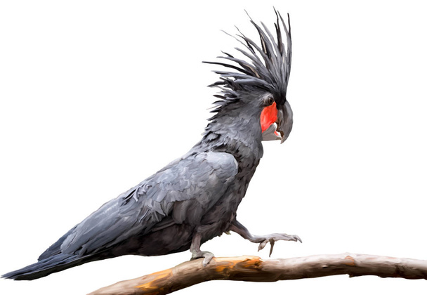 Kakadu černý sedí na větev stromu, plné velikosti štětce tahy eps 10 vektorový portrét izolovaných na bílém pozadí.  - Vektor, obrázek