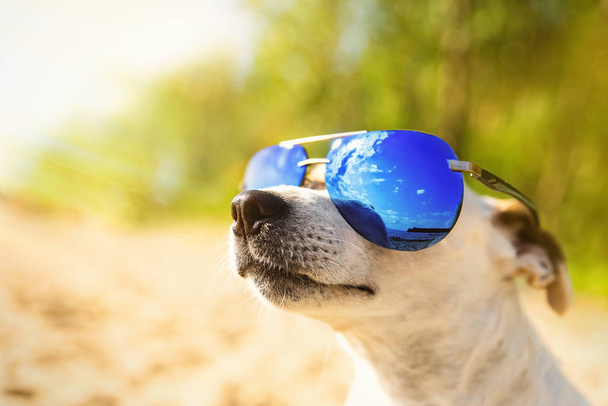 Chien en lunettes de soleil. Jack Russell Terrier lève les yeux. Concentration sélective. Le concept de vacances et de voyage
. - Photo, image