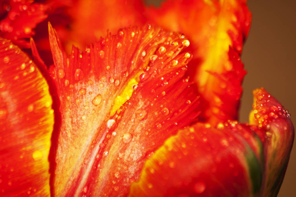 Csepp víz makró lő piros tulipán - Fotó, kép
