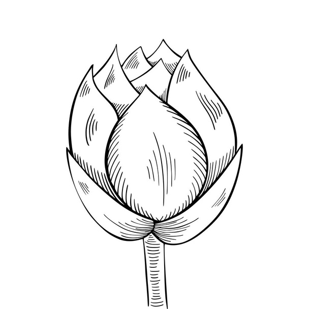 Lotus lily su - Vektör, Görsel