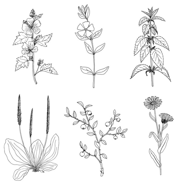 Ink drawing plant of nettle - Vetor, Imagem
