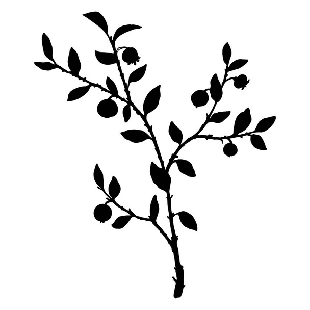 silhouette of bilberry plant - Vector, Image