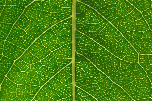 leaf - Φωτογραφία, εικόνα
