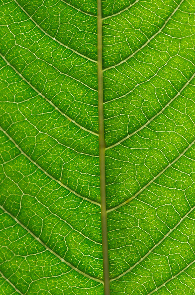 green leaf - 写真・画像