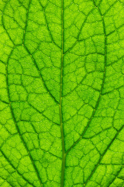 leaf - Foto, Imagen